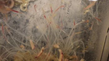 Media type: image;   Invertebrate Zoology 153120 Description: live specimen;